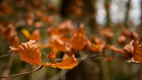 Autumn leaves