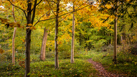 Autumn leaves at Frith Woods