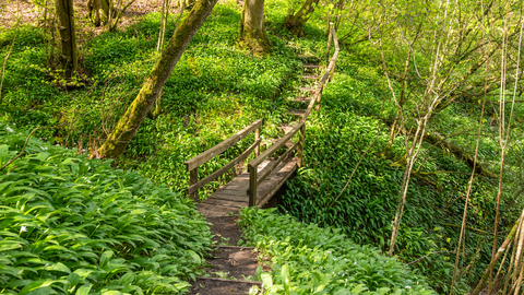 A wooden bridge through wild garlic in Lower Woods