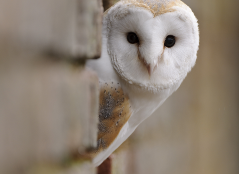 Barn owl peeking between a gap in a wooden barn wall