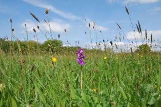 Clarke's Pool Meadows