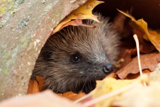 Hedgehog (C) Tom Marshall