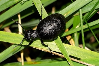 Rugged Oil Beetle