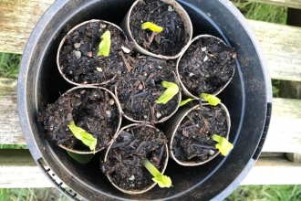 Broad beans