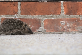 Hedgehog_Tom_Marshall