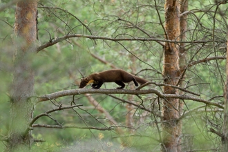 Pine Marten, Credit: Mark Hamblin/2020VISION