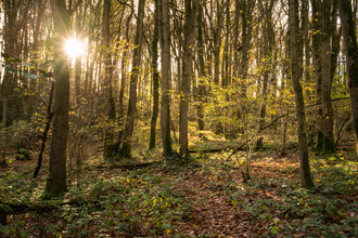 Collin Park Woods - Nathan Millar