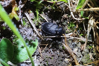 Carabid beetle