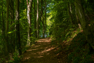 Three Groves Wood (c) Nathan Millar