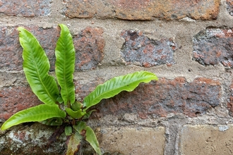 Hart's tongue fern