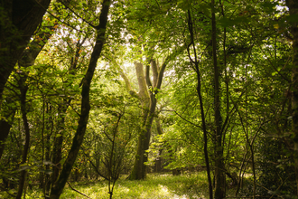 sunlight through the leaves of a woodland