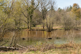 The wetland of Wigpool