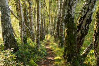 Tree lined path at Laymoor Quag 