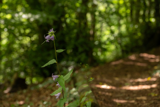 Woodland flower at Old London Road