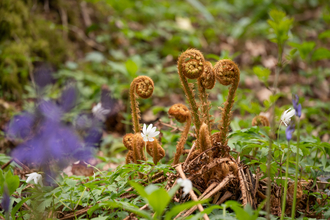 Ferns amidst bluebells at Ridley Bottom nature reserve