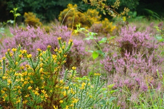 Heather and gorse flowering at Edgehills Bog