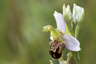 Bee orchid