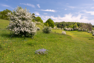 Spring at Daneway Banks