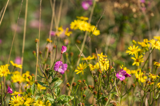 The wildflowers at Greystones Farm