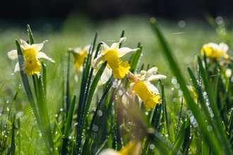 Wild daffodils at Vell Mill Daffodil Meadow