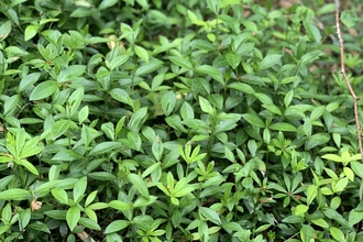 An image of periwinkle taken at Frith wood nature reserve.