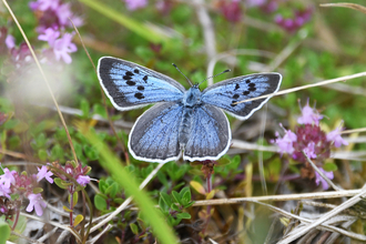 Large blue butterfly open winged on moss on ground