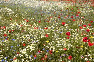 Picture shows a host of wildflower meadow species- Wild flower meadow, Corn cockle, Corn flower, Centaurea montana, Agrostemma githago, Poppy, Papaver rhoeas, Sheffield