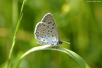 Large blue butterfly on grass blade