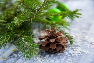 A fir trees branch and a pine cone, lying on a table