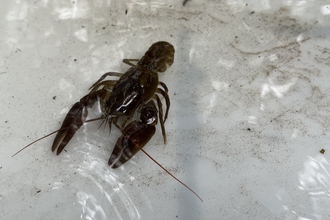 White-clawed crayfish in a tray to be checked before translocation