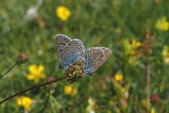 A pair of large blue butterflies on a flower head, with grassland habitat in the background.