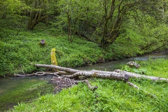 A photo of a watercourse surrounded by woodland, with woody debris, natural flood management.