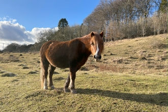 A Welsh mountain pony looking towards the camera, the pony is in a grassland habitat with a row of trees behind.