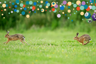 Two hares in a field