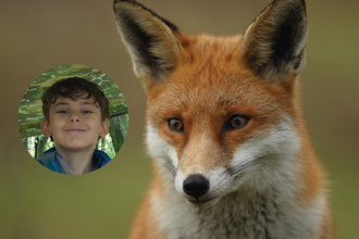 A child and a fox