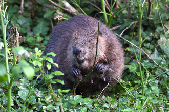 Photo of beaver. Credit: David Parkyn/ Cornwall Wildlife Trust