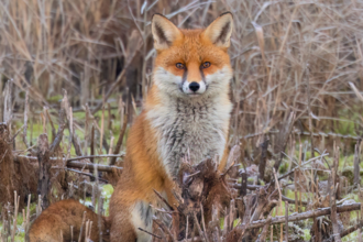 A fox sitting in a frosty environment looking at the camera