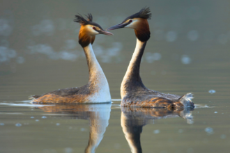 Two great crested grebes facing each other