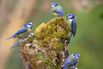 A flock of six blue tits on a moss-covered tree stump.