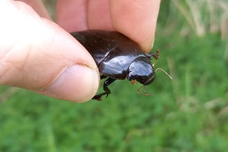 A male great silver water beetle held between a person's fingers