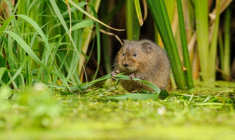 water vole wildlife trust