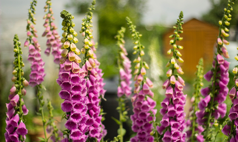 Foxgloves (c) Euan Moorey