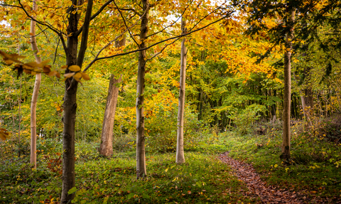 Autumn leaves at Frith Woods