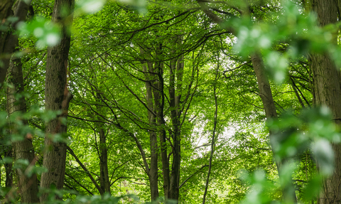 A view through the trees at Coopers Hill nature reserve