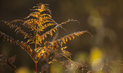 Autumn colours of bracken