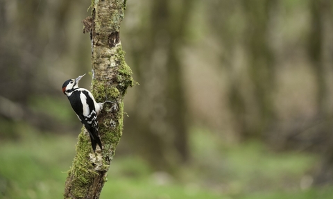 A male great spotted woodpecker, resplendent with its black and white feathers and a red patch on the nape, clings to a mossy tree in a woodland