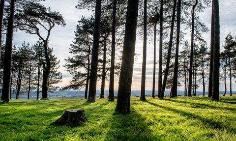 Trees with sunset in background