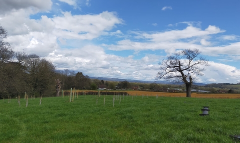 Young trees in a field, with an older tree to the right and woodland to the left, looking down a hill with a blue sky