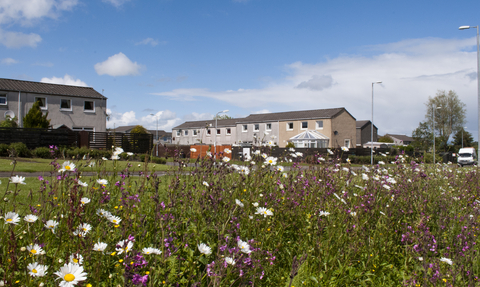 Meadow by houses