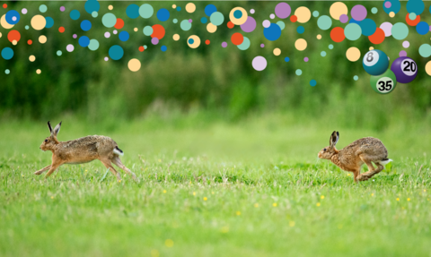 Two hares in a field